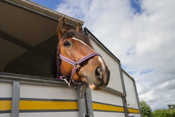 Guide pratique pour transporter votre cheval en toute sécurité – conseils et méthodes